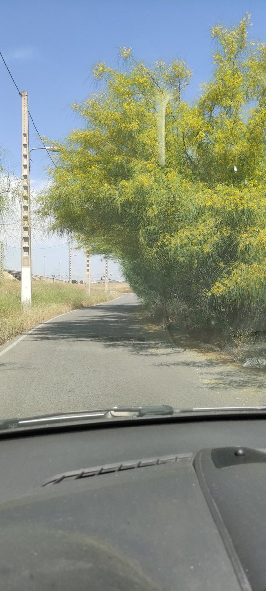 isabelmatasr's tweet photo. @Ayto_Sevilla Cuando haya un accidente nos lamentaremos, pero ya será para nada... 
Si de día es peligroso, que casi te saca de la carretera, de noche ni os cuento... Necesita poda urgente. 
En salida 5 (Padre Pío) desde SE-30 dirección Granada https://t.co/CJK28Q83Hb