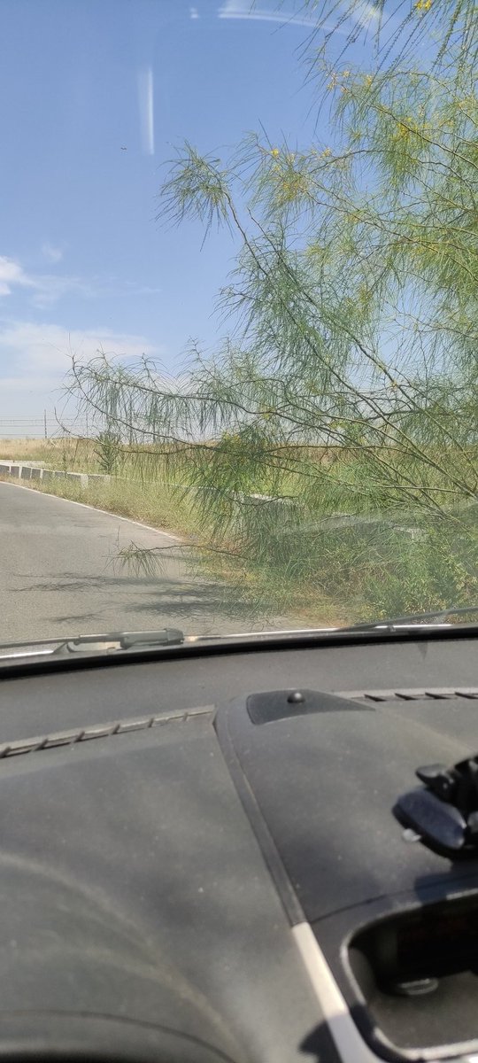 isabelmatasr's tweet photo. @Ayto_Sevilla Cuando haya un accidente nos lamentaremos, pero ya será para nada... 
Si de día es peligroso, que casi te saca de la carretera, de noche ni os cuento... Necesita poda urgente. 
En salida 5 (Padre Pío) desde SE-30 dirección Granada https://t.co/CJK28Q83Hb