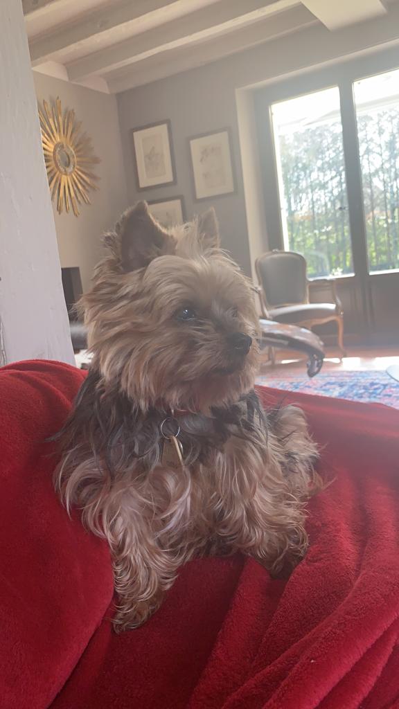jinspe's tweet photo. @justingordon212 hanging out with my dog https://t.co/w0VIXHAJFd