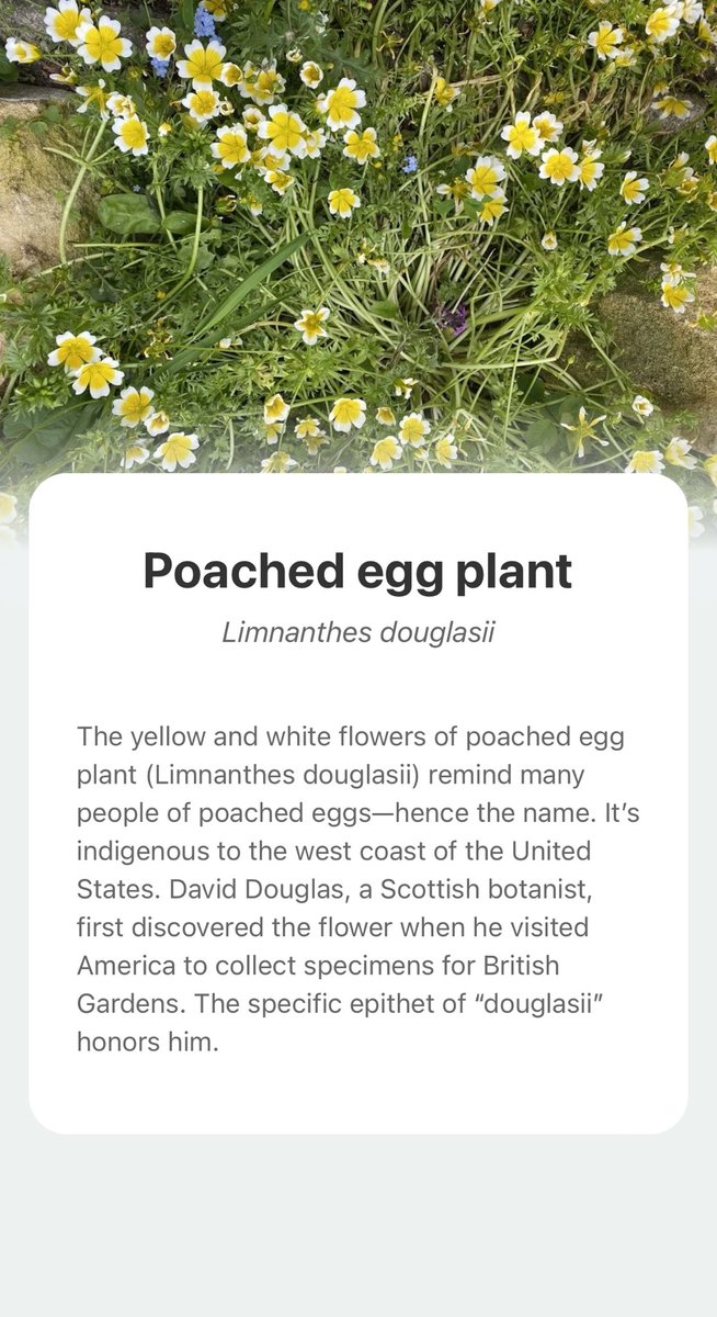 burbidge24's tweet photo. Explore the wonderful world of nature and add Poached egg plant into your plant collection with the smart plant identifier app —— PictureThis! https://t.co/gQxdbn4mcE https://t.co/MmRBXvJRJb