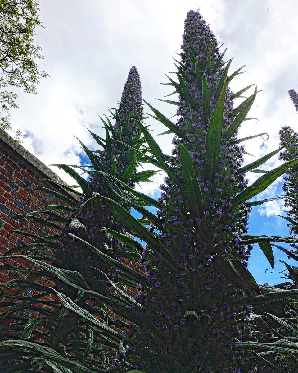ArtecologyDept's tweet photo. Towering echiums, swarming in pollinators in the @poomuseum’s front garden.
 #haveyoubeen #poomuseum💩 #isleofwight #biospherereserve https://t.co/Z0wJ4lKkUs