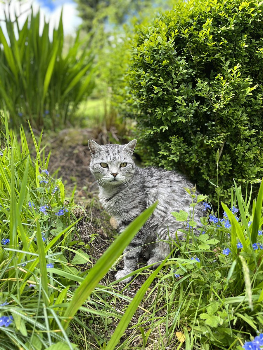 Maxsupercat1's tweet photo. I love the summer 😎 https://t.co/i8BGxLmkBM