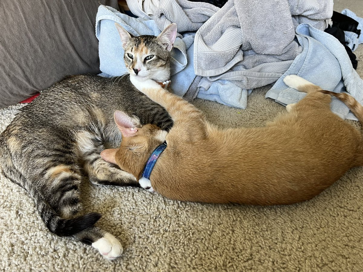 Maryanne Wachter mclare.bsky.social tweet media