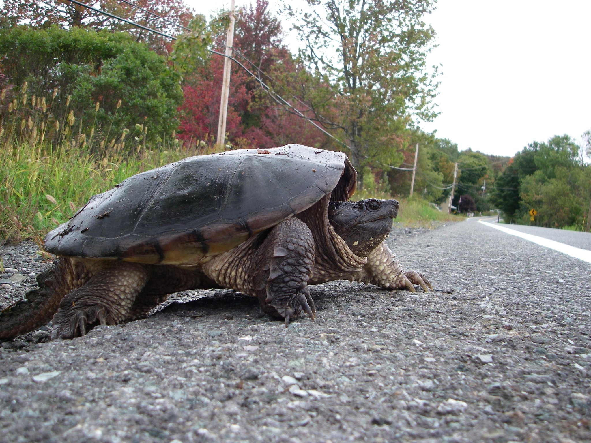 NYSDEC on Twitter "All New York native reptiles and amphibians
