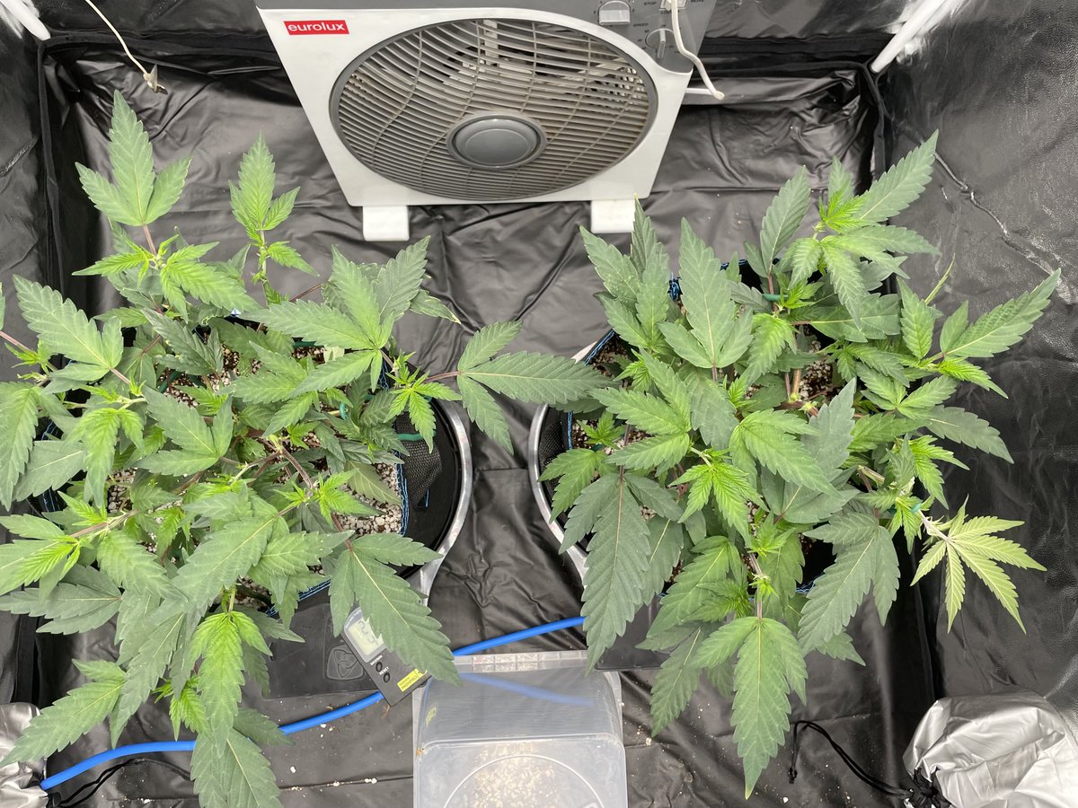 letsgetbaked_za's tweet photo. Season 7 #BigDrip @InhouseGenetics 
Transplant was a huge success 14/04/2022
#SupremeDankSociety #growyourown #CannabisCommunity #Mmemberville https://t.co/B2BXavDrp0