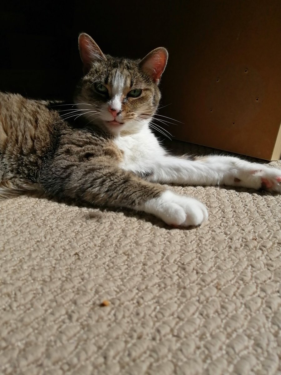 Soaking in some #Caturday sun