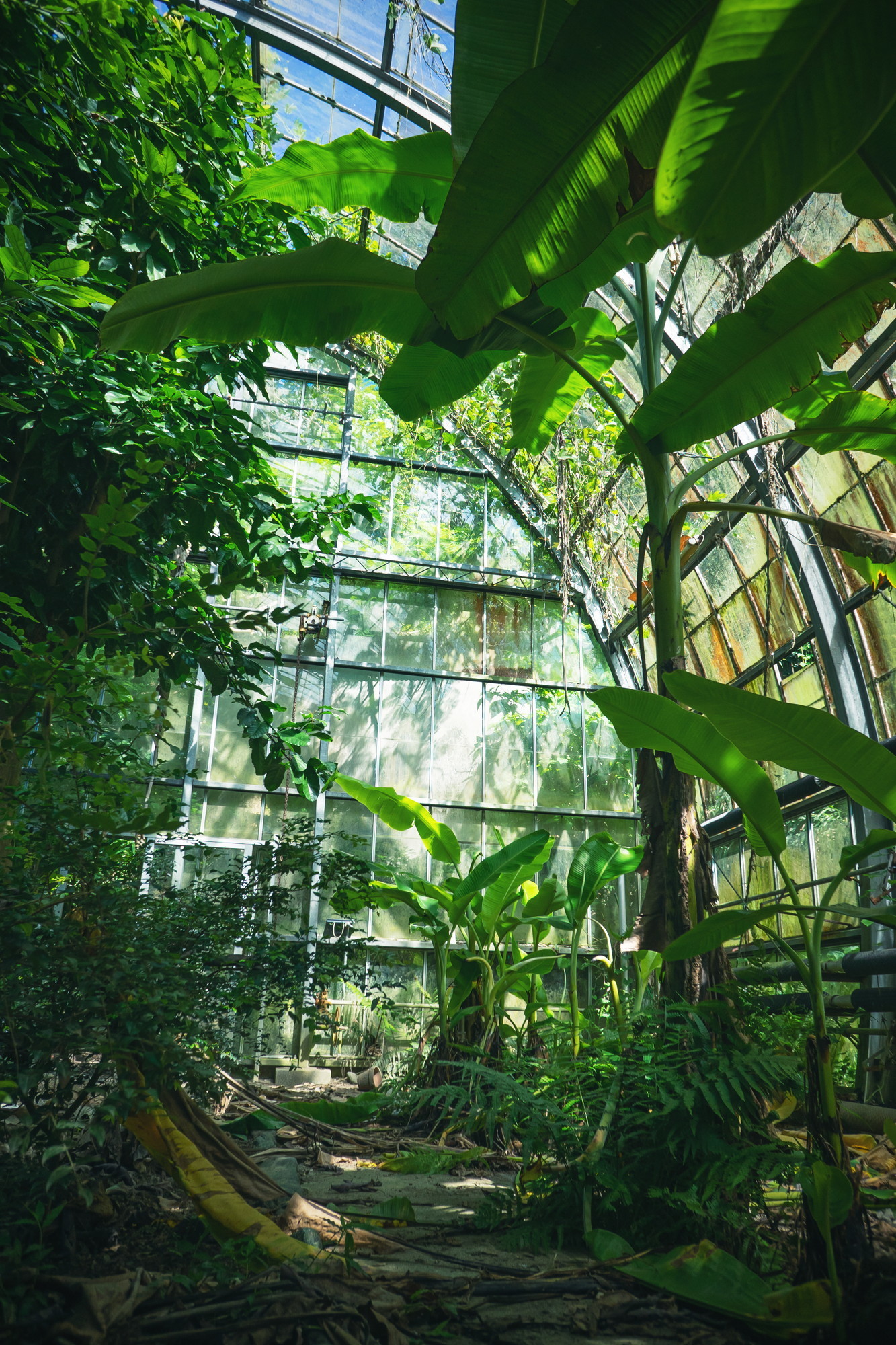 ᗢ𝔼𝕝𝕦𝕟𝕒ᗢ Ar Twitter 憧れの廃墟の1つだった 植物園の廃墟 に巡り会えたので とりあえず生きててよかった T Co Nz503i5wvb Twitter ᗢ𝔼𝕝𝕦𝕟𝕒ᗢ Ar Twitter 憧れの廃墟の1つだった 植物園の廃墟 に巡り会えたので とりあえず生きててよかった T Co Nz503i5wvb Twitter