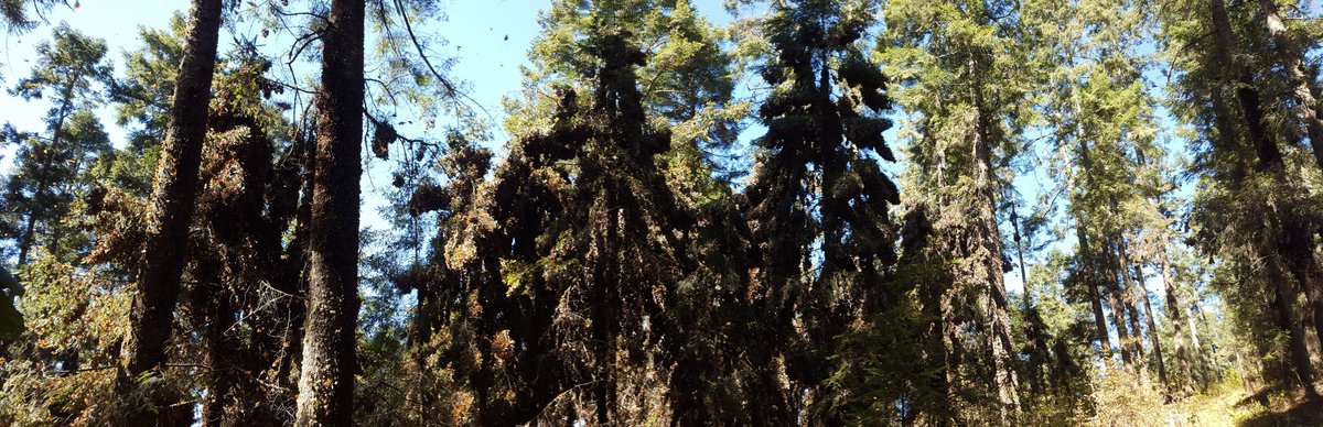 Conservation Blueprint tweet media