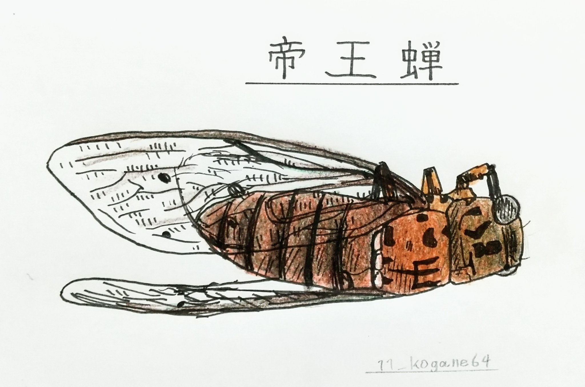 こがねむし セミの死骸版深夜の真剣お絵描き一本勝負 お題 セミの躯 世界最大の蝉 テイオウゼミ の死骸 東南アジアに分布 羽を広げたときの長さは約cm セミ 蝉 テイオウゼミ 昆虫 お絵描き T Co Cuptmkbrvy Twitter