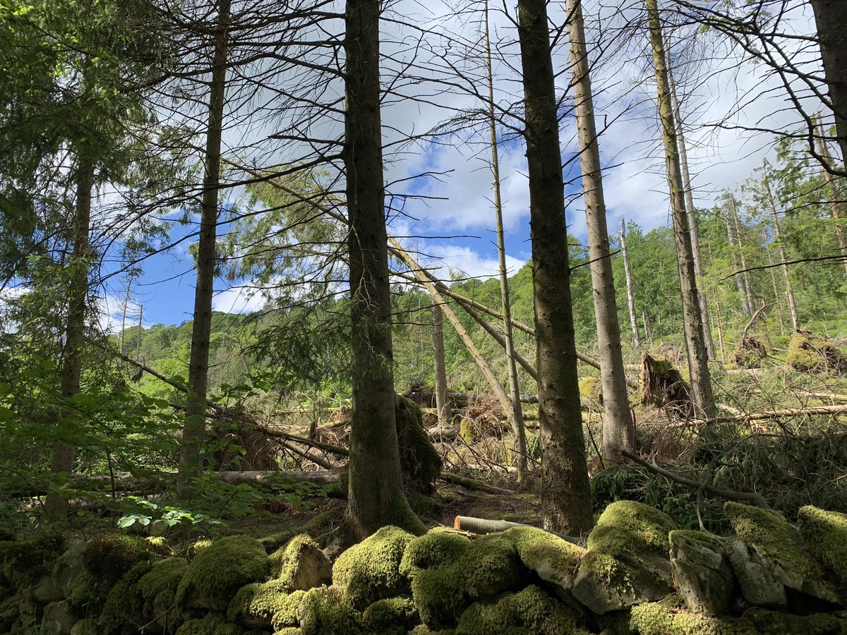 cumpstonarchive's tweet photo. Forest annihilation #WrayCastle to #Claife @nationaltrust #StormArwen
Hundreds of trees upended. https://t.co/4QNfgTMjDd