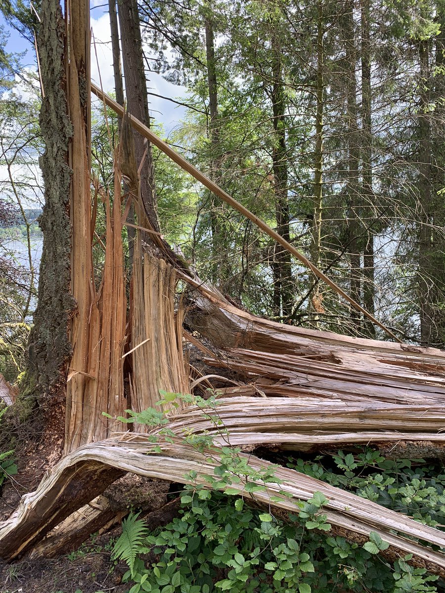 cumpstonarchive's tweet photo. Forest annihilation #WrayCastle to #Claife @nationaltrust #StormArwen
Hundreds of trees upended. https://t.co/4QNfgTMjDd