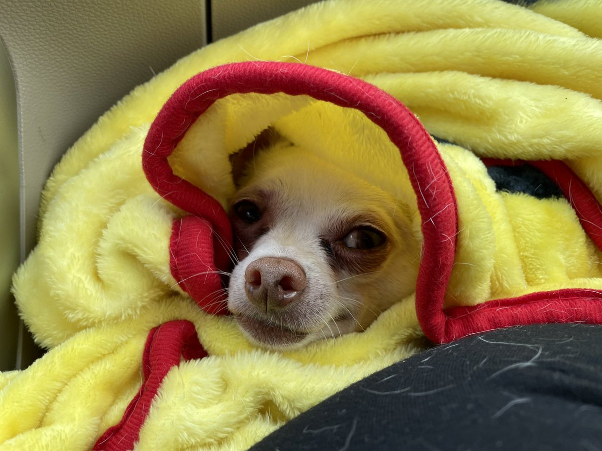 Oneofthewolves's tweet photo. On a road trip today and we decided to bring peewee along with us! #Chihuahuas #roadtrip #dogs #weekend https://t.co/9akZDxlgbw