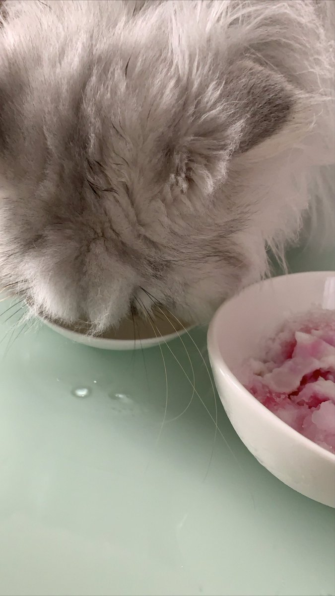 Anmona0803's tweet photo. かき氷の音がすると走ってきます🐈🍧
※ただ氷を削ったやつをあげてます☺︎ https://t.co/VNNuAgow2w