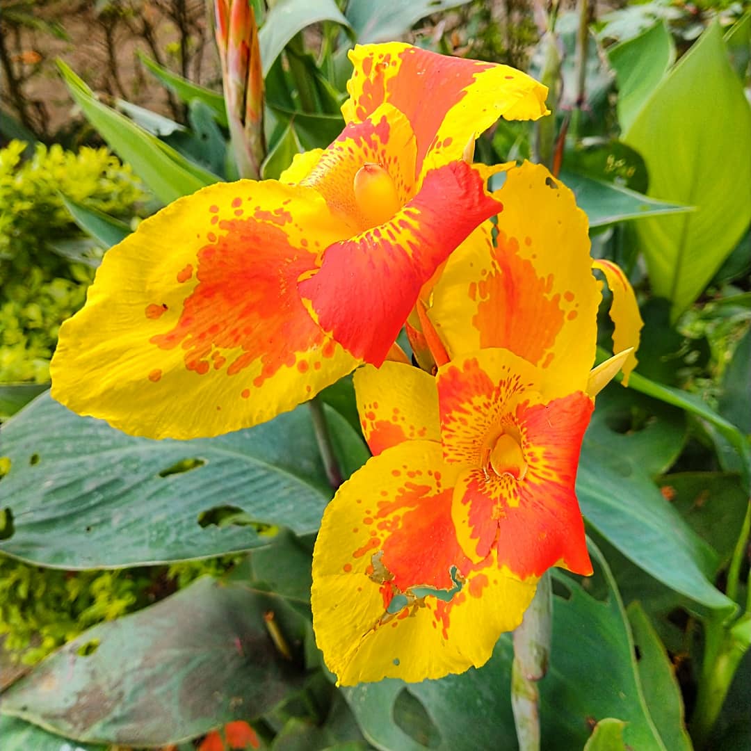 VSiempreVerde's tweet photo. La Planta ACHIRA es una hermosa especie nativa de Suramérica, se caracteriza por el tamaño y la forma de sus flores en colores diversos y vivos. Más detalles conócelos 
#consultordigitaljardineria #jardineriayplantas #jardineria

https://t.co/m8yyNvyaqM

https://t.co/yYlPA8yUDN https://t.co/XGbsbeN1MJ