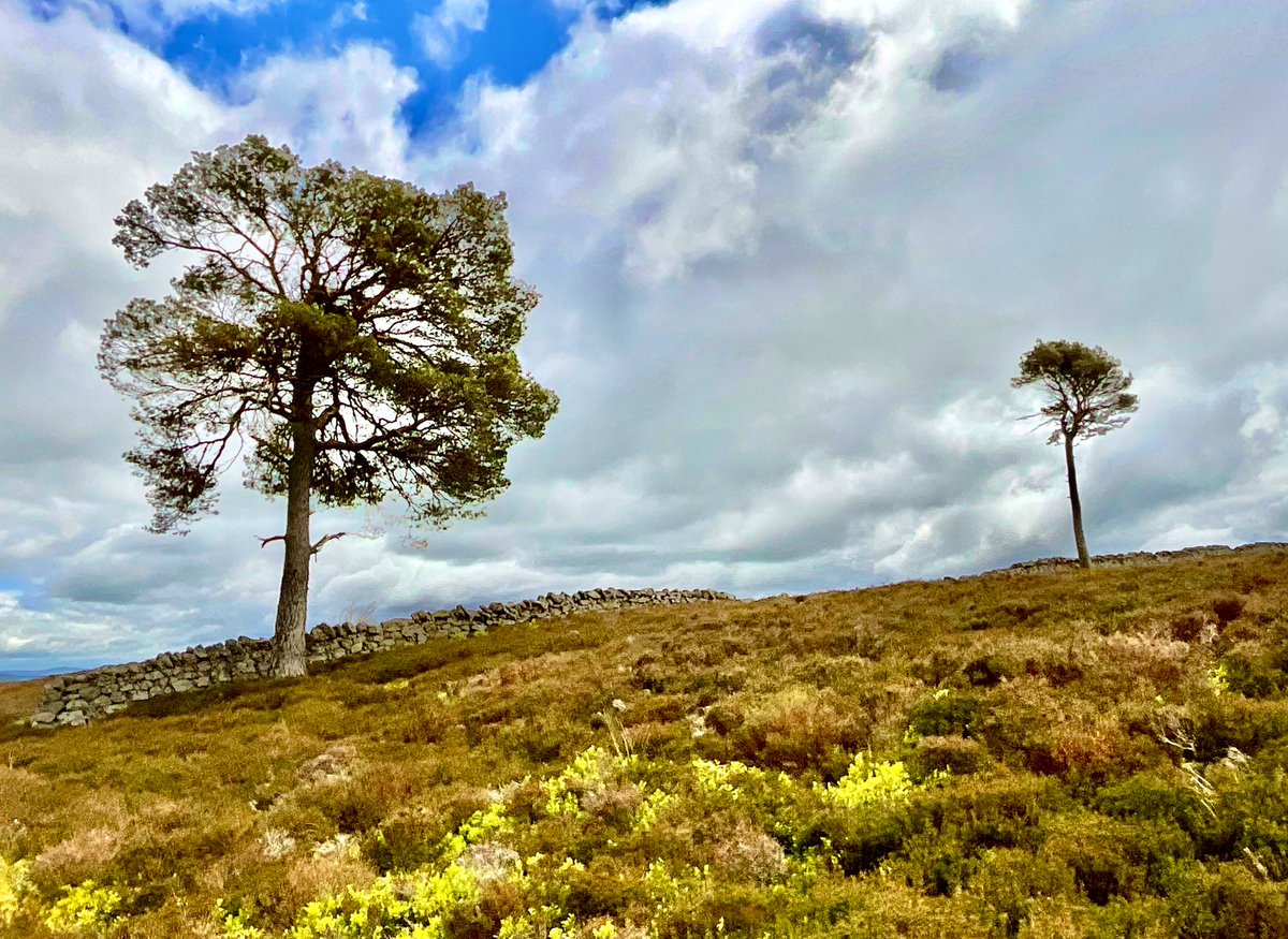 TheMackWalks's tweet photo. Today, Glenshalg Hill, Lumphanan💙 #walking #hiking #tullochvenus #glenshalghill #millmaud #lumphanan #aberdeenshire #walkingaberdeenshire https://t.co/kRZG0vaWQm