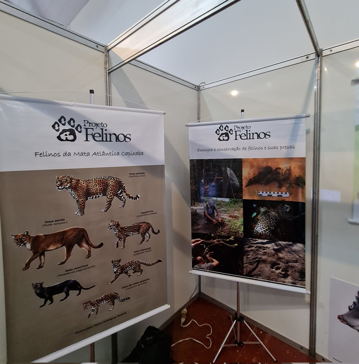 ProTapir's tweet image. O Projeto Felinos, parceiro do Pró-Tapir, está no nosso estande da 1ª semana da Mata Atlântica de Santa Teresa, promovida pelo Instituto Nacional da Mata Atlântica!