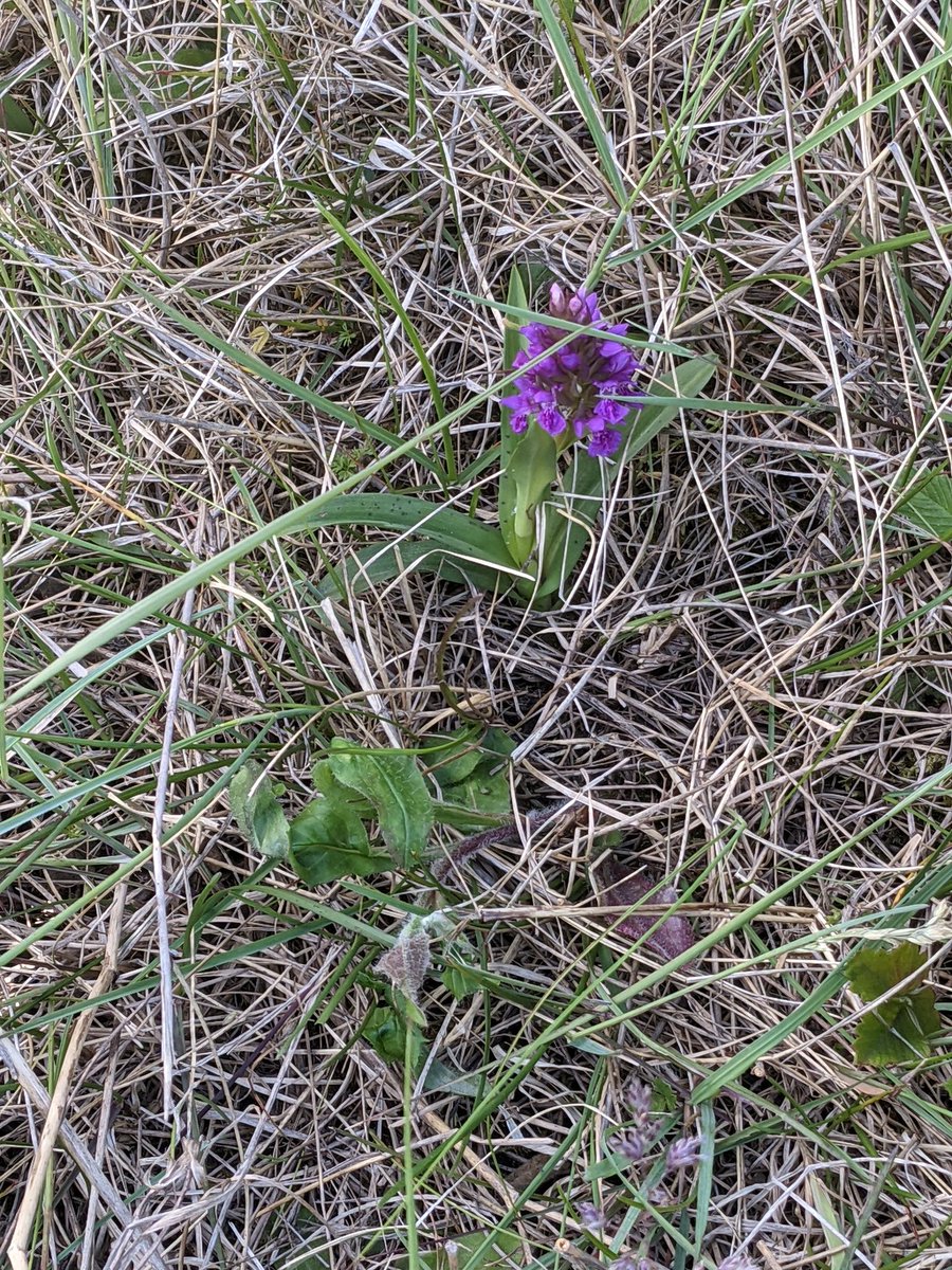 bobhogrunner's tweet photo. @teeswildlife @teesbirds1 @teesmouthbc @nybirdnews @Natures_Voice Nice to see #Marshorchid and #Lightbrownapplemoth? At S Gare this A M. https://t.co/FC46aPUC5F