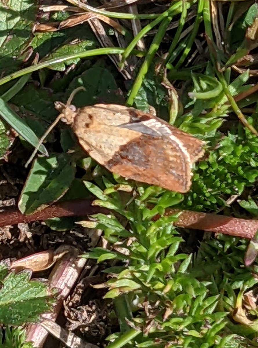 bobhogrunner's tweet photo. @teeswildlife @teesbirds1 @teesmouthbc @nybirdnews @Natures_Voice Nice to see #Marshorchid and #Lightbrownapplemoth? At S Gare this A M. https://t.co/FC46aPUC5F