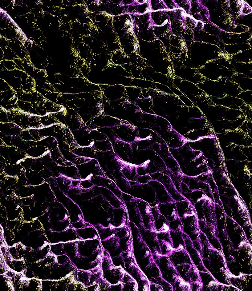 RonTheEthernet's tweet photo. Added some colors and borders

#generativeart 
#physarum
#WebAssembly https://t.co/diDltoHFin