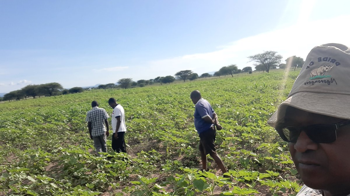 Farm to Market:

Haya ni mashamba yetu ya vitunguu na alizeti. 

Ni muhimu kwenye value chain.