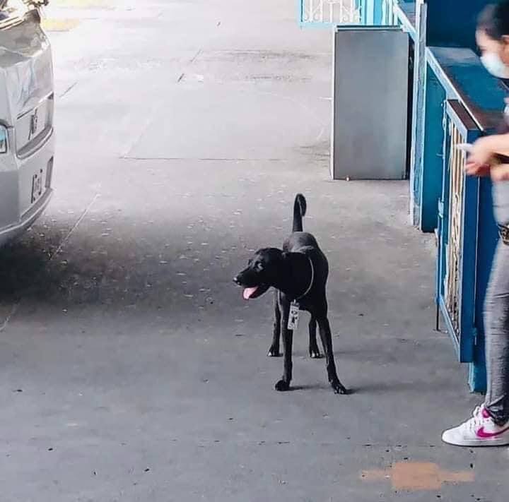 Este perrito en situación de calle llegó hace año y medio a la terminal de autobuses de Ejido en Acapulco, ahí le empezaron a dar agua y comida los trabajadores de la central, él se ganó la confianza y el cariño de todos y jamás se fue…