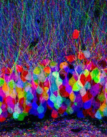 chrost_hugo's tweet photo. Results of the search to visualize the brain’s circuits at work in a living animal. Wonderful!

#neuroscience #Cell #Biology

Source: Lichtman &amp; Sanes // @Harvard https://t.co/yTsdinMOBN