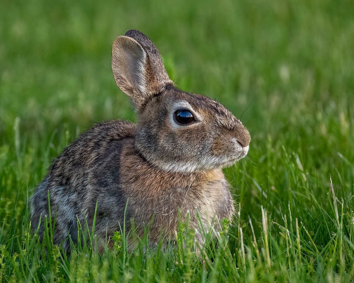 I can clearly see the sunset happening behind me in the bunny's eye. The #Nikon Z9 with 100-400S is awfully good. Well done,  #wildlifephotography #photography #z9