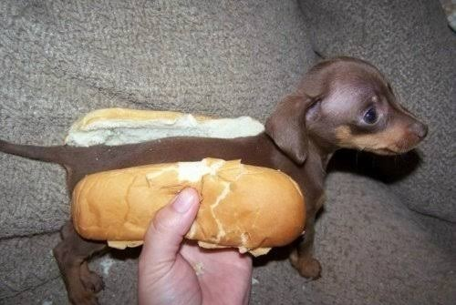 Mistbett's tweet photo. euro 20 olursa hotdog temsili https://t.co/XmII7raubW