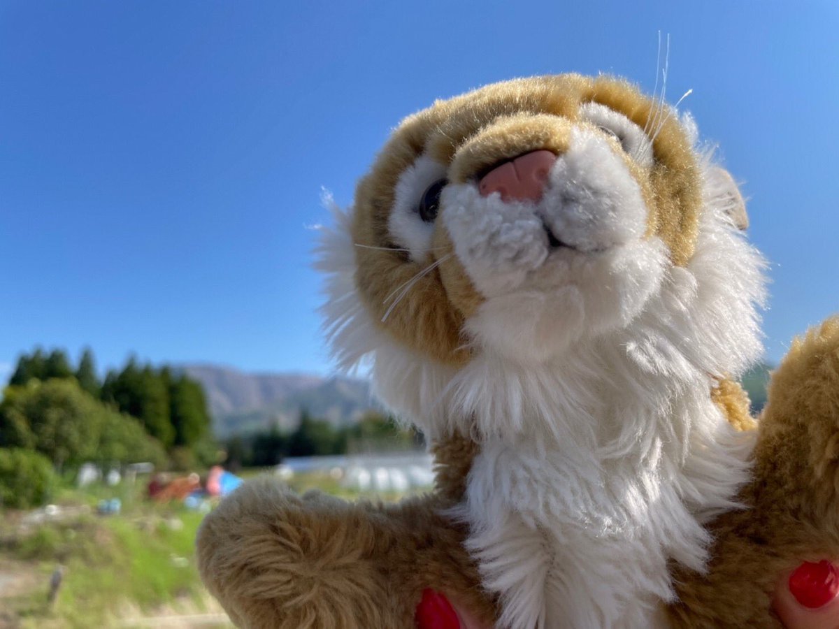 Melanie 🐯 tweet media