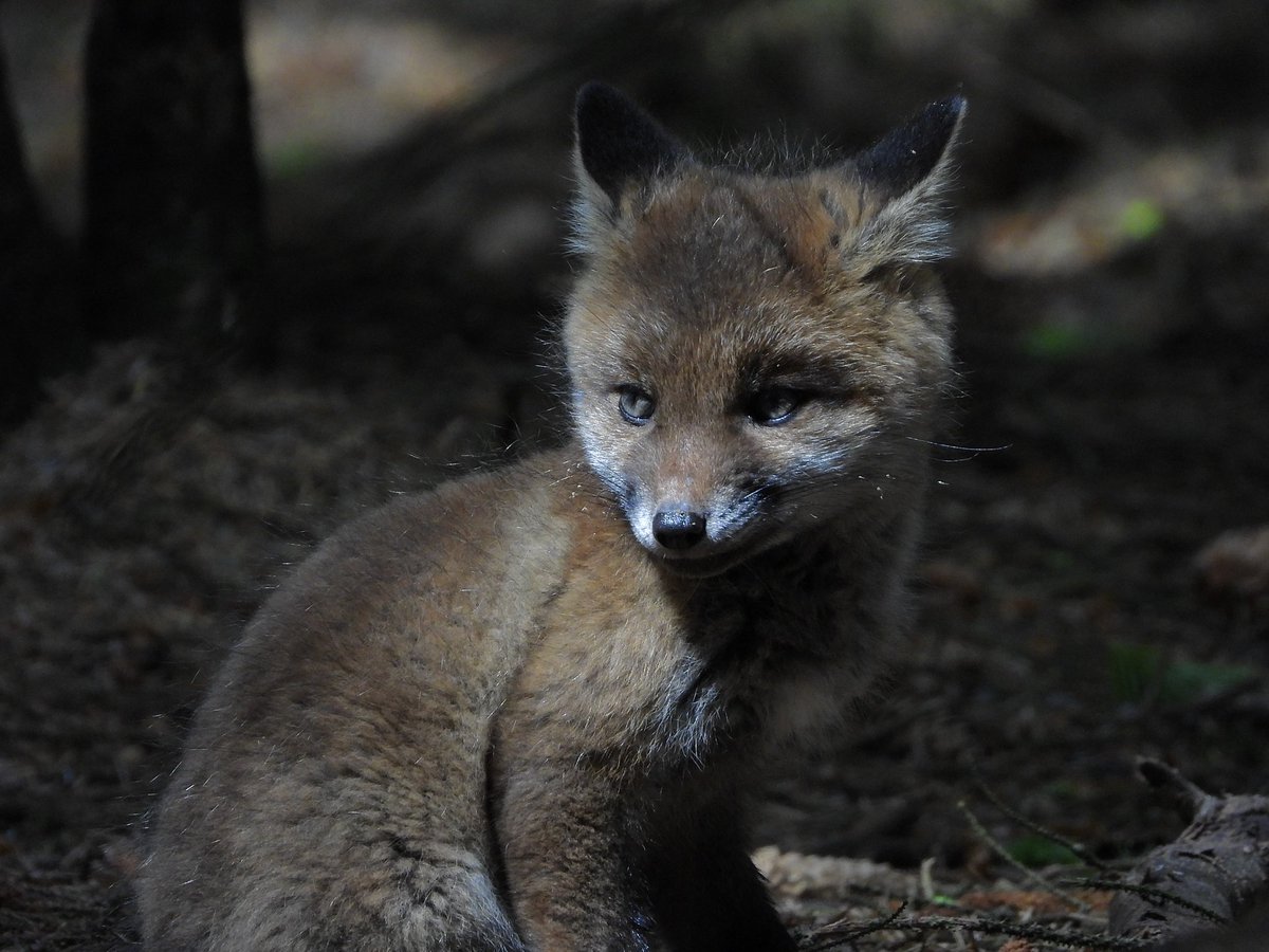 “There are 3 Fox cubs (Kits) in the den. Two that fight each other all the time I’ve named “Rough” &amp; “Tumble” and this one who’s the explorer. 
I’ve named him Indiana……..”
Stay tuned for more adventures. 🧡🧡

#Nature #NaturePhotography #Fox #Cubs