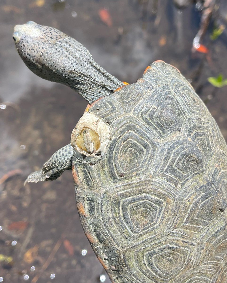 Ahhh Barnacles!  A common occurrence through most of the the diamondback terrapin’s range, epibionts in the form of barnacles are well known. However this is probably the first time I’ve noticed them in our population. They certainly don’t look comfortable! #swflturtleproject