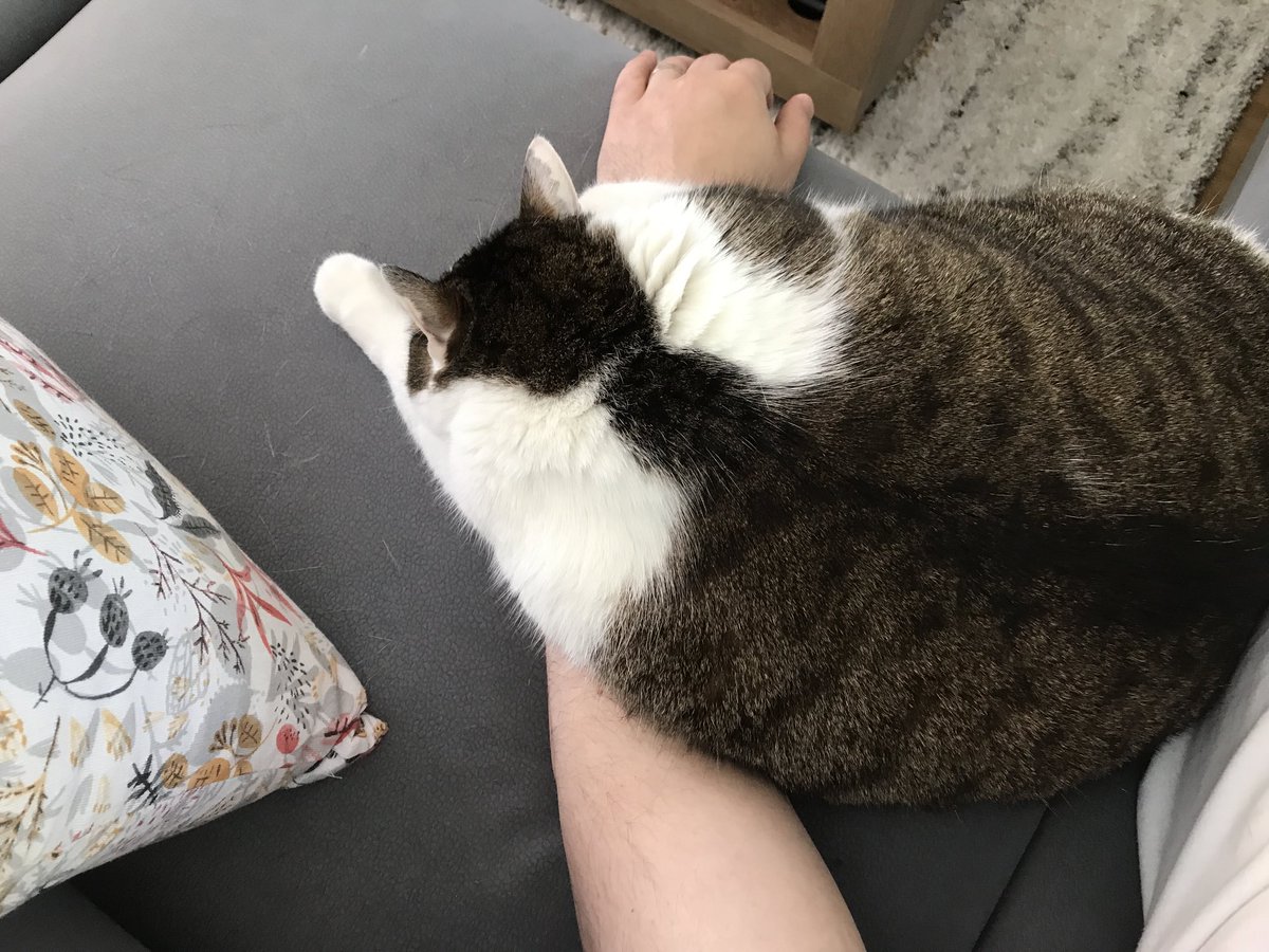 Sleepin on hooman’s hand is da best ⁦<a href="/FartyCheddarCat/">Cheddar</a>⁩