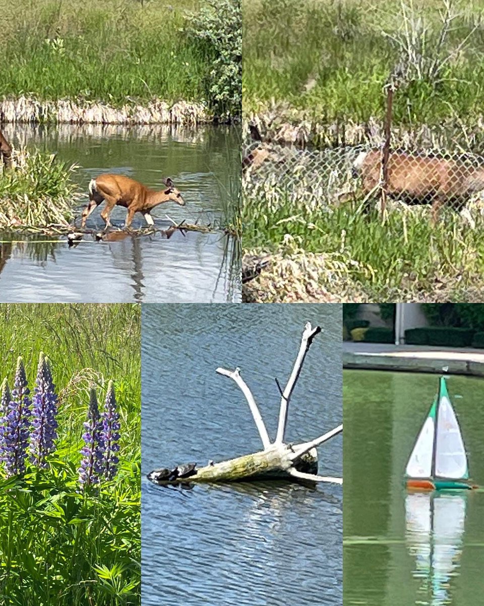 bluepink8488's tweet photo. Day #60 Morning Downtown Walk In Kelowna Also Today Starts Day#1 Virtual Torch Run From May 28 to June 12 #VirtualBCLETR @sobcsociety @BCLETR #Region2 https://t.co/2KPgF5tukO