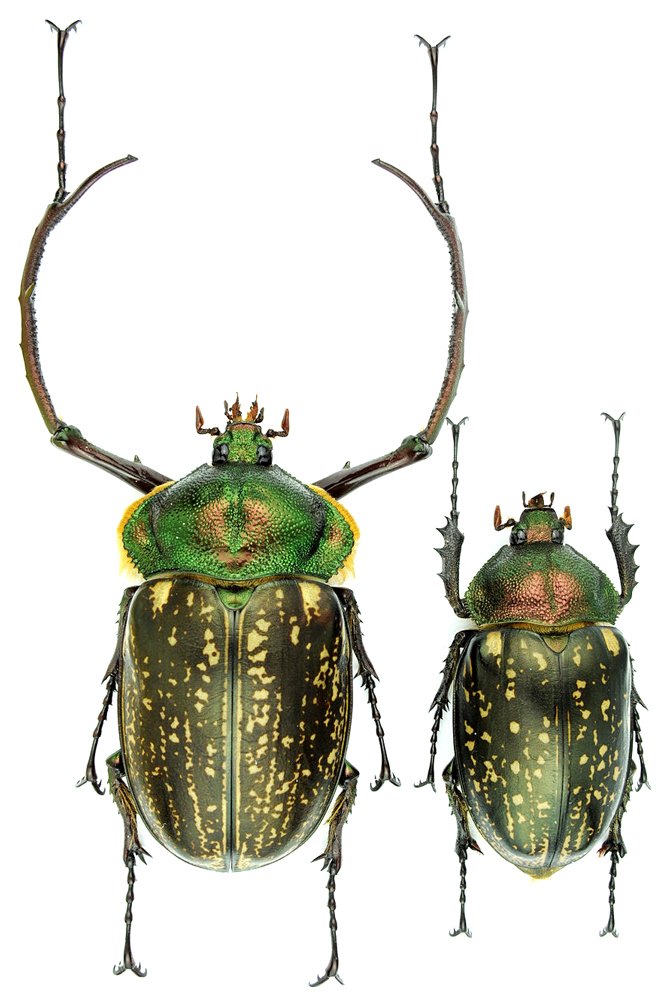 خنفساء الجعل طويلة الذراع
long-armed scarab

Cheirotonus parryi

هذا ذكر مقلوب ، مغلوب على أمره ‼
يت...