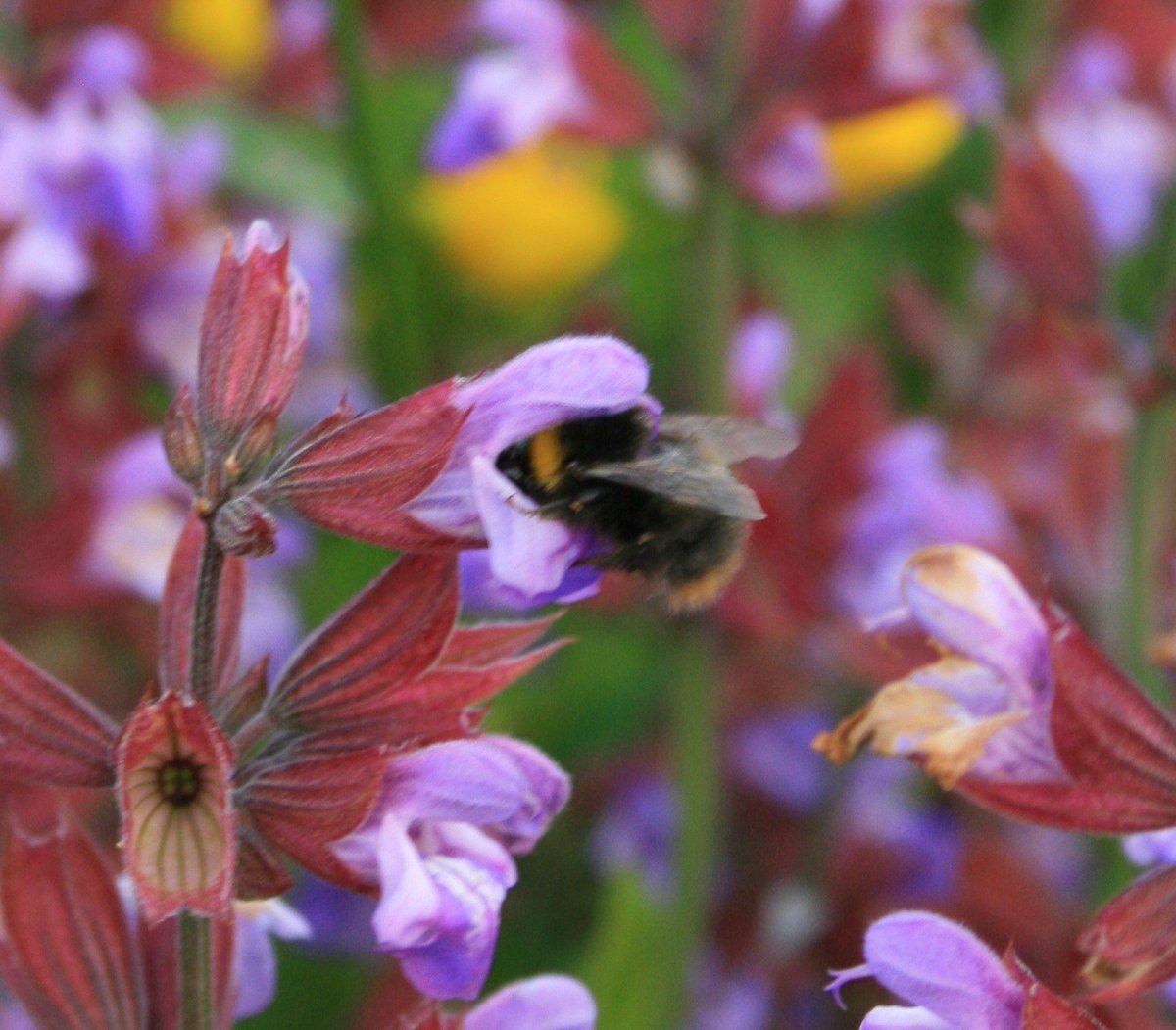 Bernade44159752's tweet photo. Bee at work 
#NaturePhotography https://t.co/Atbb6ldxQ6