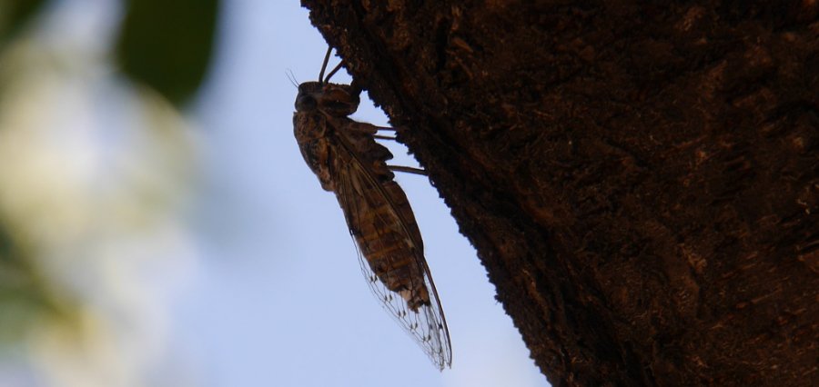 shapingwaves's tweet photo. 185 recordings of bees, flies, mosquitoes and designed insects #beesounds #flysound https://t.co/sFN4com3ux #filmsound #sounds https://t.co/t9wNJsOYH2