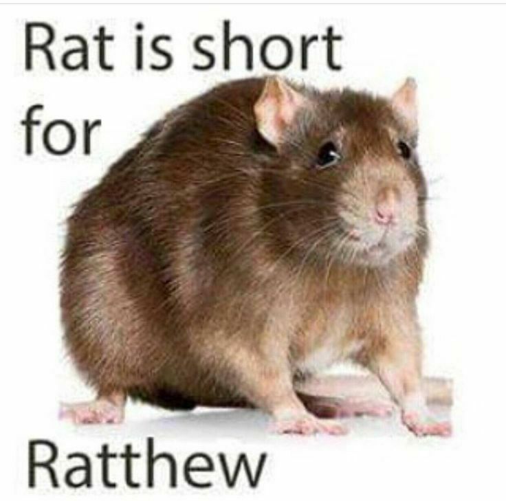 WholesomeMemes tweet media