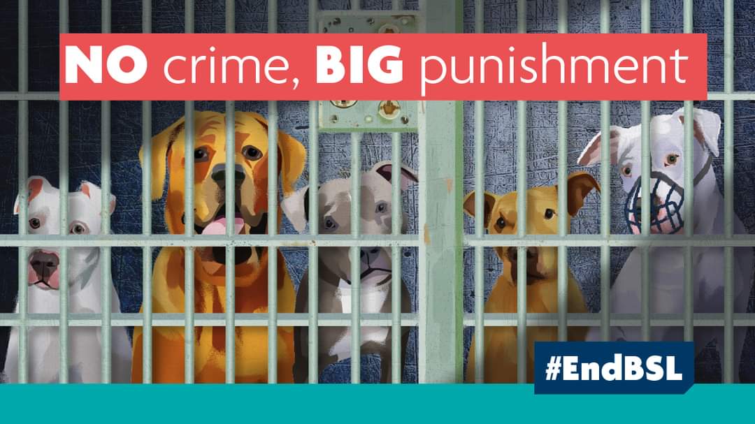 🐶📣 On 6th June, MPs are set to debate Breed Specific Legislation in the House of Commons, and death row dogs need you to be their voice. Sign now to help us #EndBSL for dogs who are judged purely based on appearance: bit.ly/3jLpGQ0