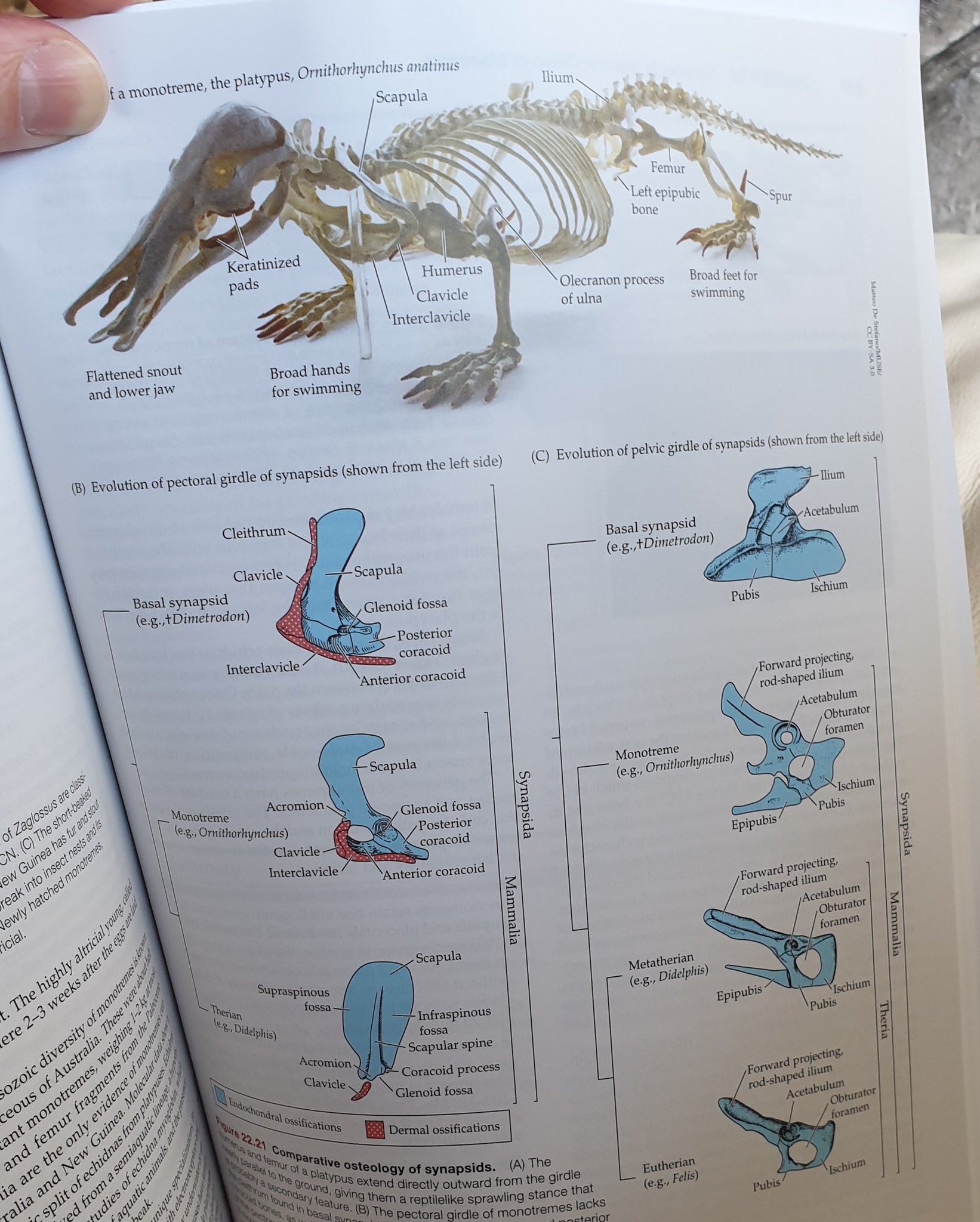 Darren Naish on Twitter: "Just received 11th edition (!) of Pough et al