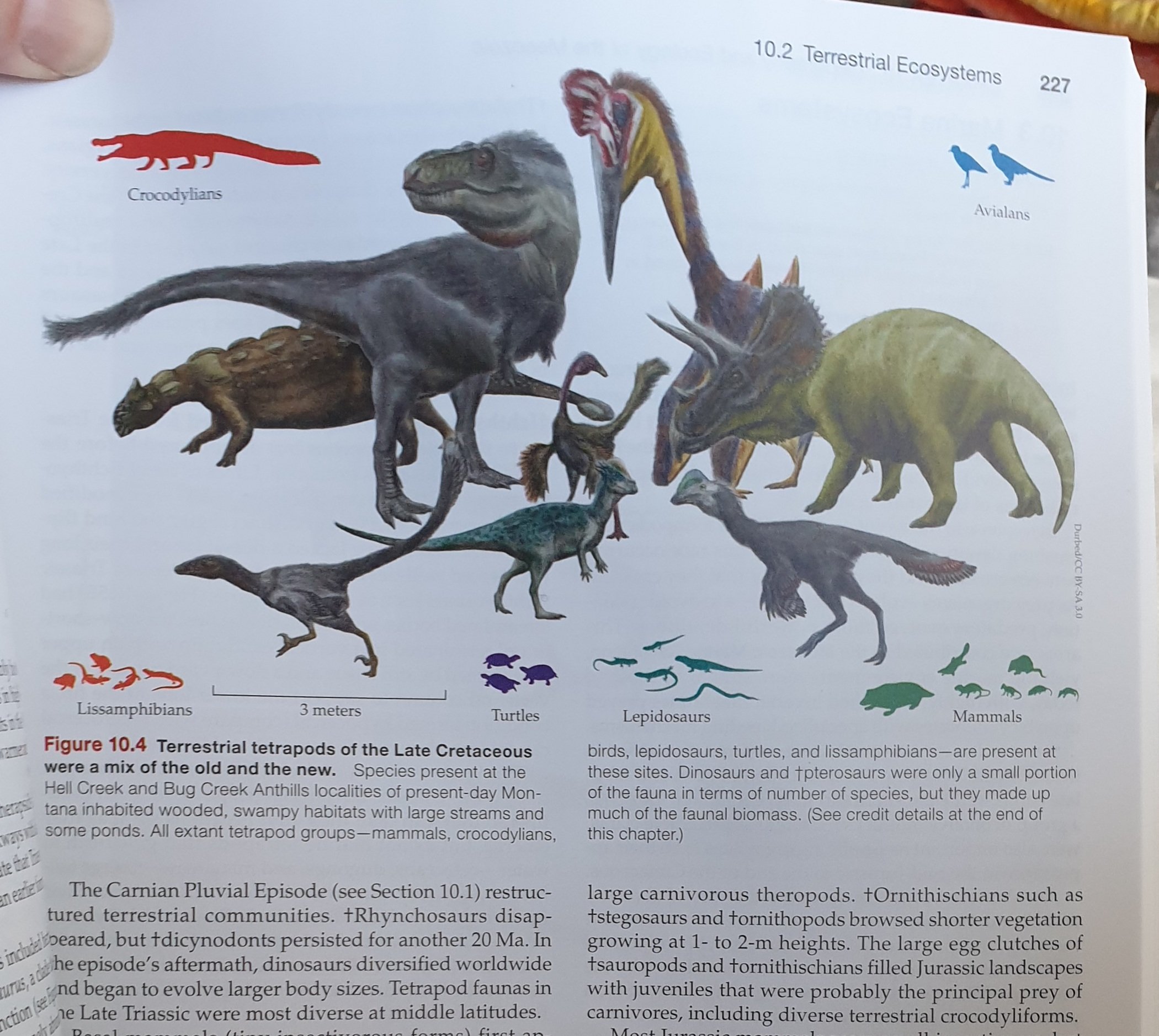 Darren Naish on Twitter: "Just received 11th edition (!) of Pough et al