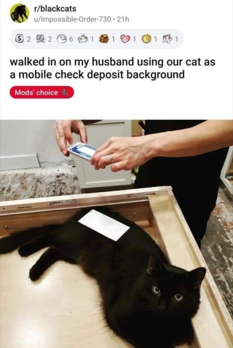 CatFoodBreath's tweet image. Meow