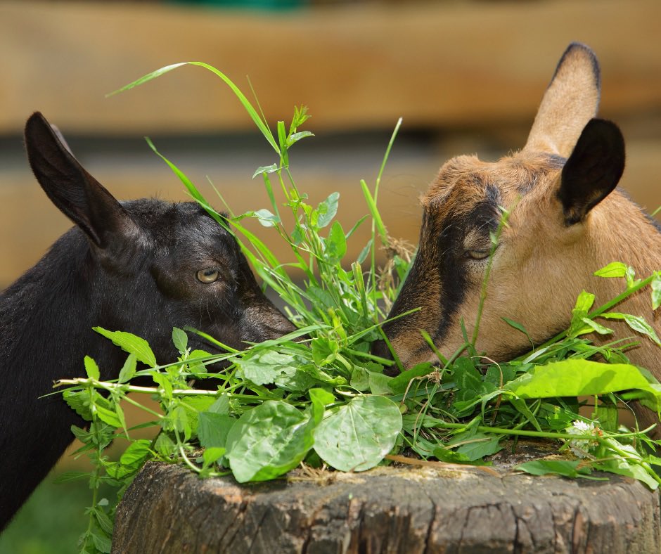 FaintingGoatGA's tweet photo. Hungry goats #faintinggoats #goats #hungrygoats #faintinggoatvineyards #MemorialDayWeekend #wine #winetastings #northgeorgiamountains #georgiawine https://t.co/pu6ygKffOO