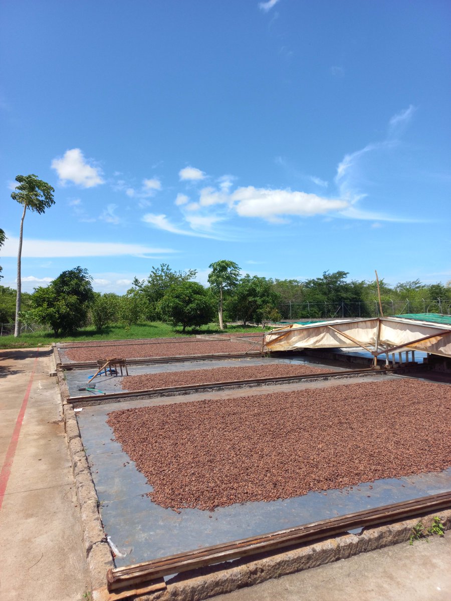 Today we have 16 drying platforms full of #cacao of our varieties: O’Payo &amp; O’Tuma organic &amp; Tenor. These cacaos will be on platforms for about 6-7 days. We have a bright sun, but we expect short rains.