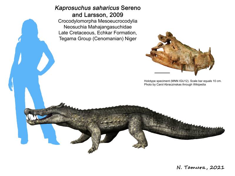 Chinese alligator - Wikipedia