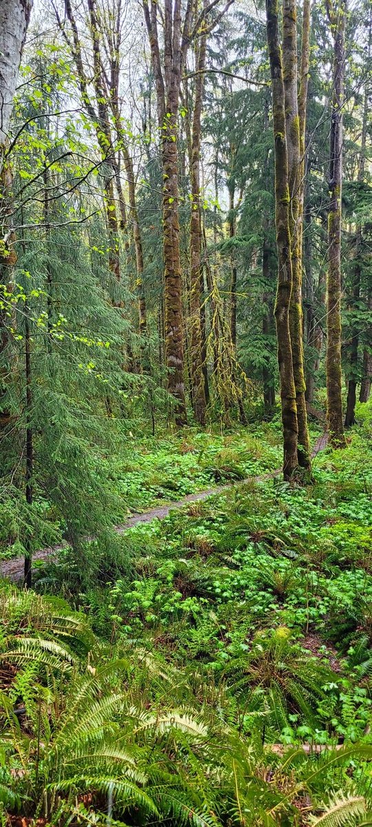 Into the woods. Soft rain &amp; drizzle. 
#forest #trees #trails #nature
