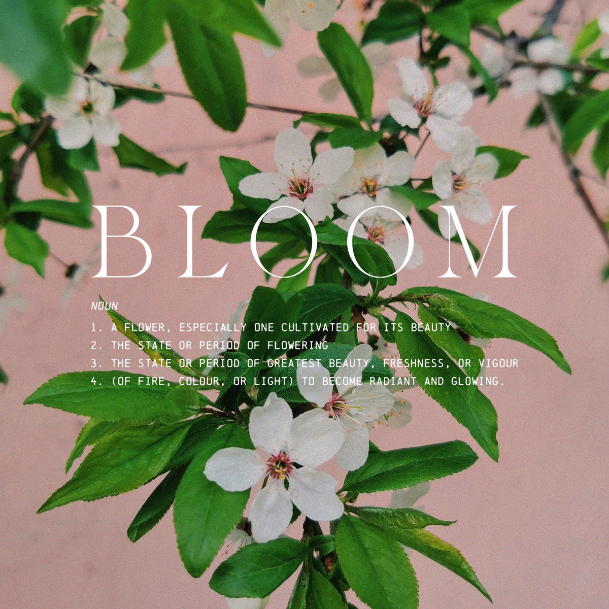 fernandfancy's tweet photo. Happy Saturday! Here’s a little something inspired by the absolutely beautiful day that I had yesterday exploring #chelseainbloom 🌸 https://t.co/6D1IEI8E1Z