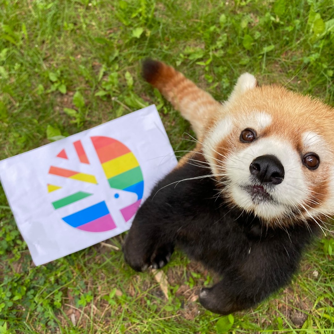 TheTorontoZoo's tweet image. Celebrate Pride at the Zoo with two new events and pride-themed enrichment all month long ❤️🧡💛💚💙💜

Details: bit.ly/3LOf6Ud. #PrideTO