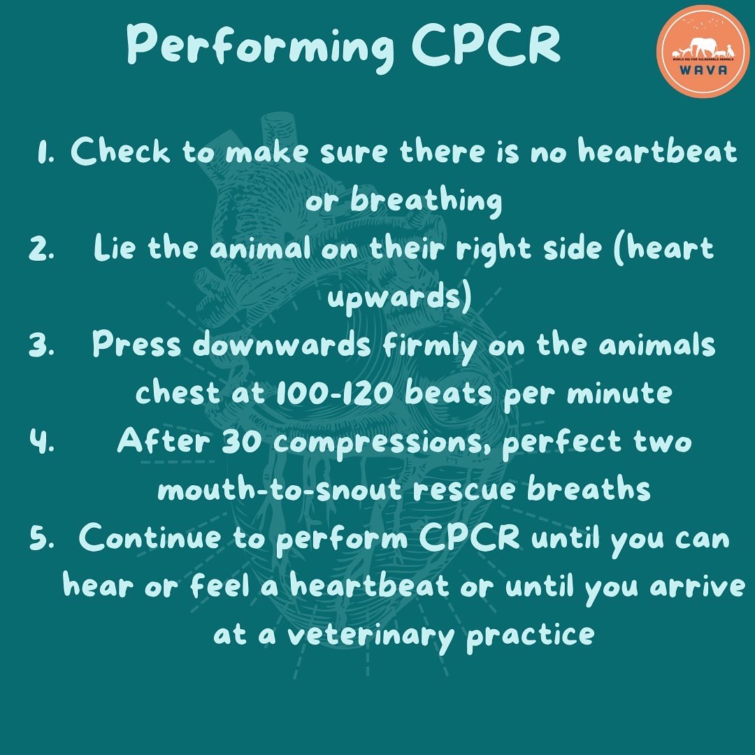 WAVA_now's tweet photo. Being able to perform CPR on your pet in an emergency is extremely useful. You can practice on toys or models to help you perfect your technique
* Do not practice on live animals and always get the pet owners permission before performing CPR in an emergency situation. #petCPR https://t.co/phLyrzfHxs