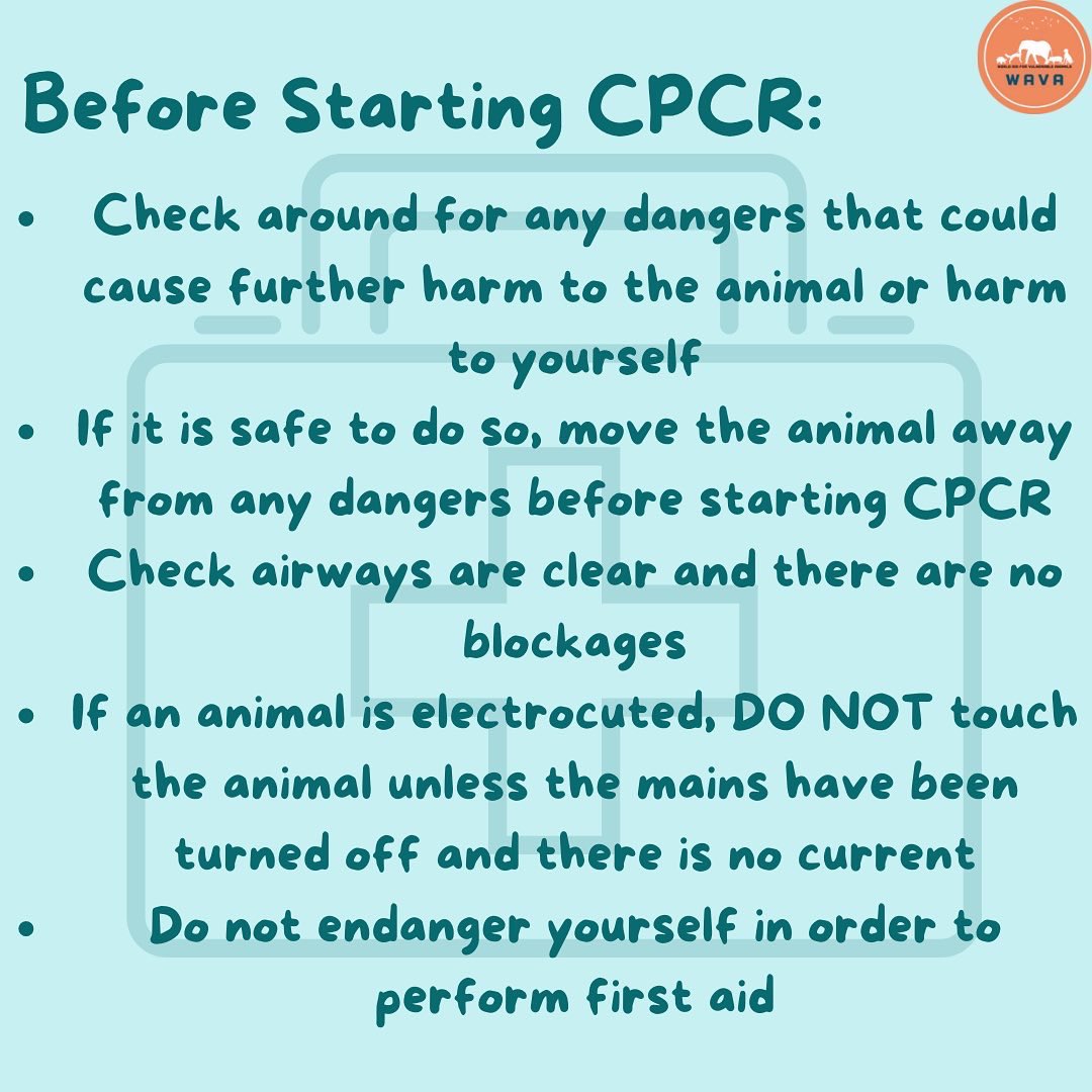 WAVA_now's tweet photo. Being able to perform CPR on your pet in an emergency is extremely useful. You can practice on toys or models to help you perfect your technique
* Do not practice on live animals and always get the pet owners permission before performing CPR in an emergency situation. #petCPR https://t.co/phLyrzfHxs