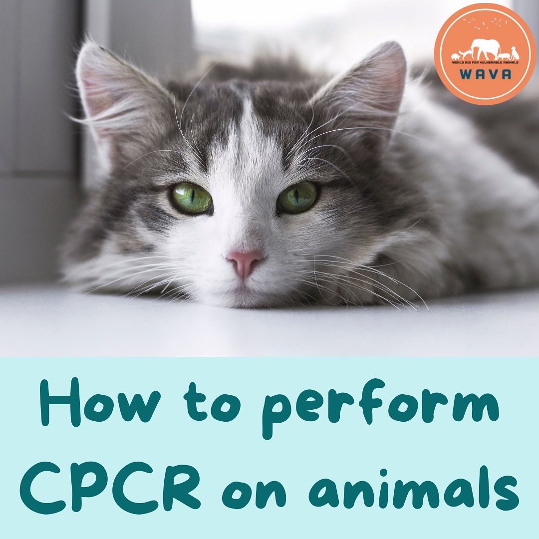 WAVA_now's tweet photo. Being able to perform CPR on your pet in an emergency is extremely useful. You can practice on toys or models to help you perfect your technique
* Do not practice on live animals and always get the pet owners permission before performing CPR in an emergency situation. #petCPR https://t.co/phLyrzfHxs